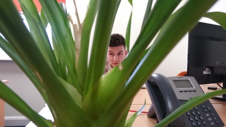 Office plants